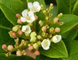 Viburnum tinus. Соцветие. Крым, окр. г. Севастополь, мыс Фиолент, декоративное возле забора. Сентябрь 2013 г.