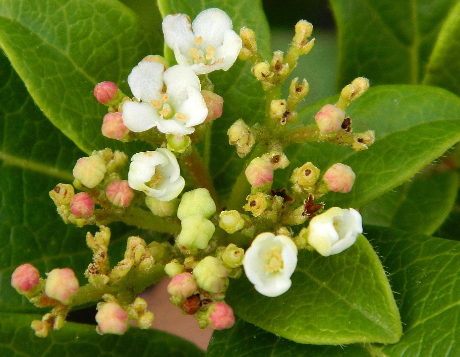 Изображение особи Viburnum tinus.