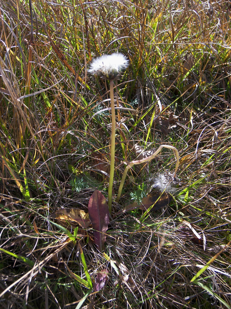 Image of Taraxacum stevenii specimen.