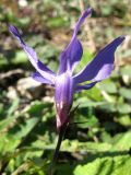 Vinca herbacea