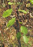 Salix caprea