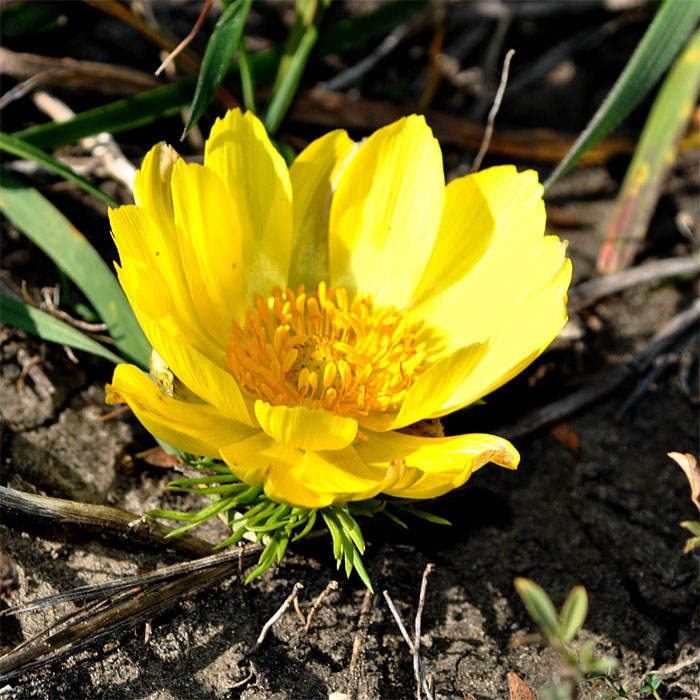 Изображение особи Adonis vernalis.