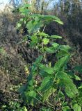 Urtica dioica