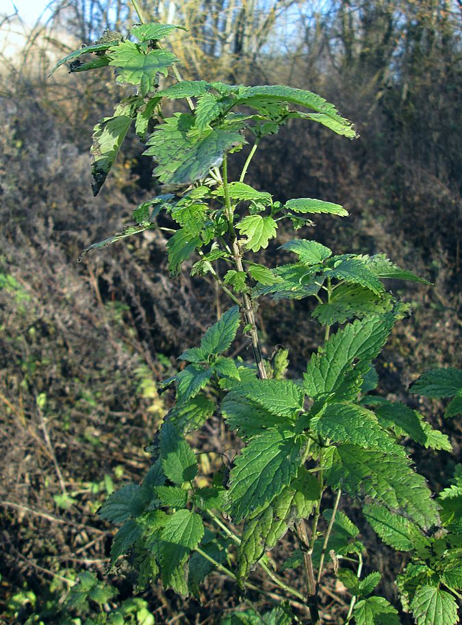 Изображение особи Urtica dioica.