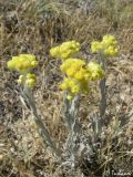 Helichrysum arenarium