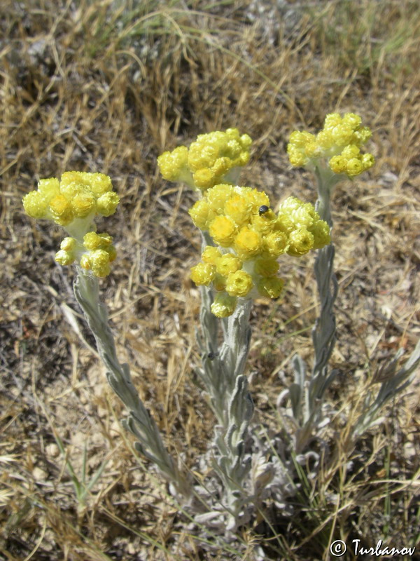 Изображение особи Helichrysum arenarium.