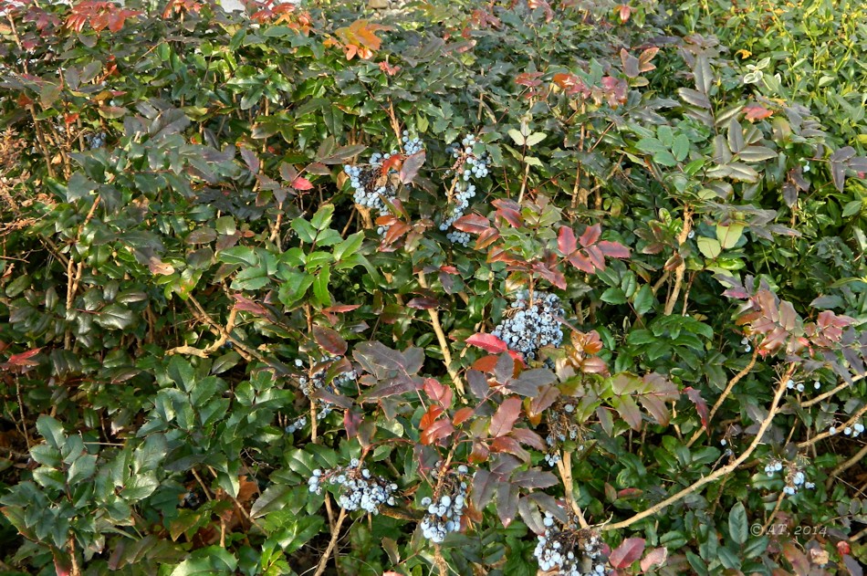 Изображение особи Mahonia aquifolium.