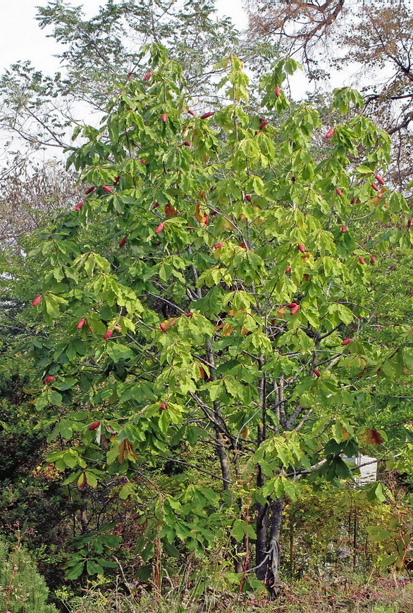 Image of Magnolia hypoleuca specimen.