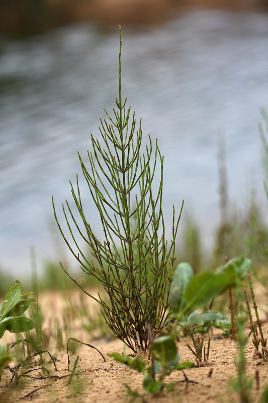 Image of Equisetum arvense specimen.