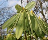 Rhododendron calophytum