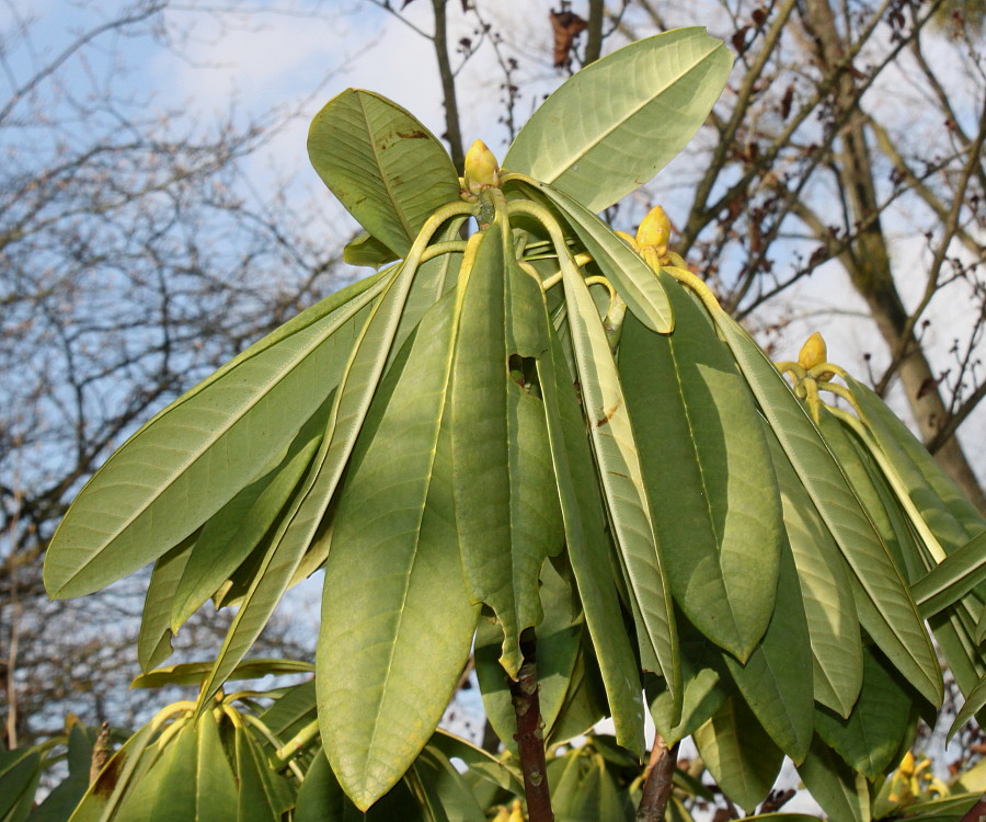 Изображение особи Rhododendron calophytum.