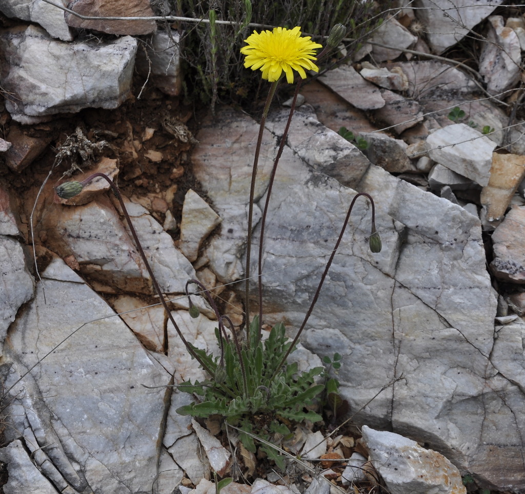 Image of genus Leontodon specimen.