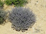 Salvia deserti. Цветущее растение. Израиль, южный Негев, сухое русло. 29.03.2014.