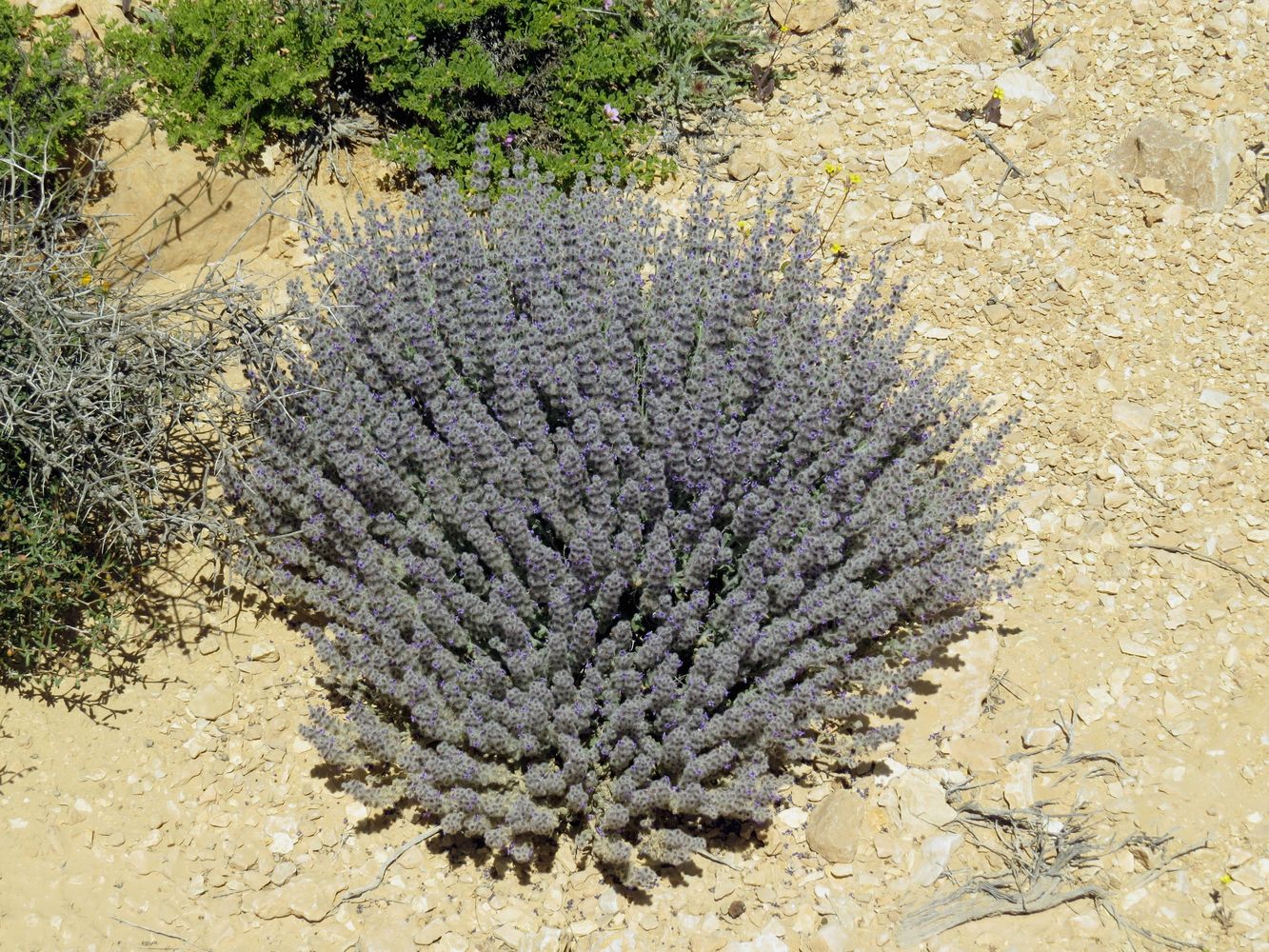 Изображение особи Salvia deserti.