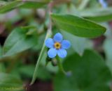 Omphalodes scorpioides. Цветок. Украина, Киев, заказник \"Лесники\", низинная часть, дубово-ясенёво-грабовый влажный лес. 6 апреля 2014 г.