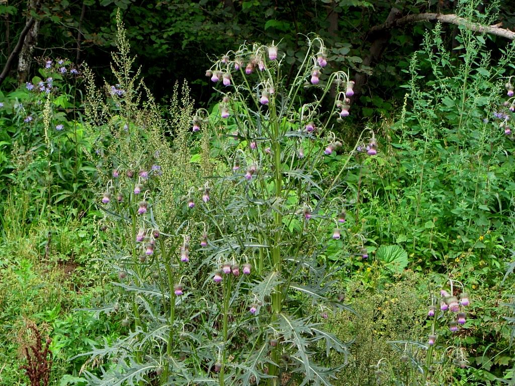 Изображение особи Cirsium pendulum.