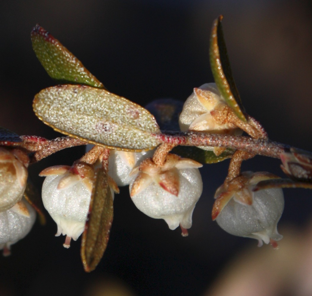 Изображение особи Chamaedaphne calyculata.