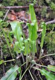 Phyllitis scolopendrium