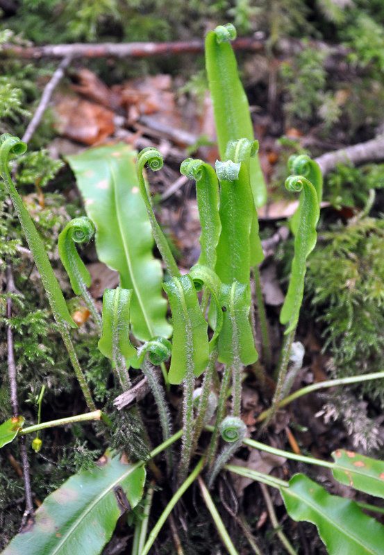 Изображение особи Phyllitis scolopendrium.