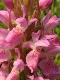 Dactylorhiza incarnata. Часть соцветия. Нидерланды, Северное море, остров Схирмонниког, влажная ложбина между приморскими дюнами. Июнь 2007 г.