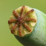 Papaver stevenianum. Рыльцевый диск. Ростовская обл., Неклиновский р-н, Андреево-Мелентьевское с/п, дол. р. Миус. 20.05.2014.