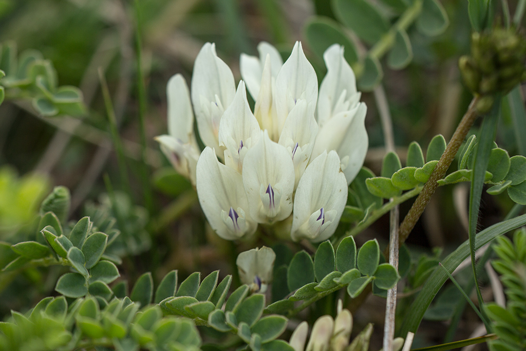 Изображение особи Astragalus demetrii.