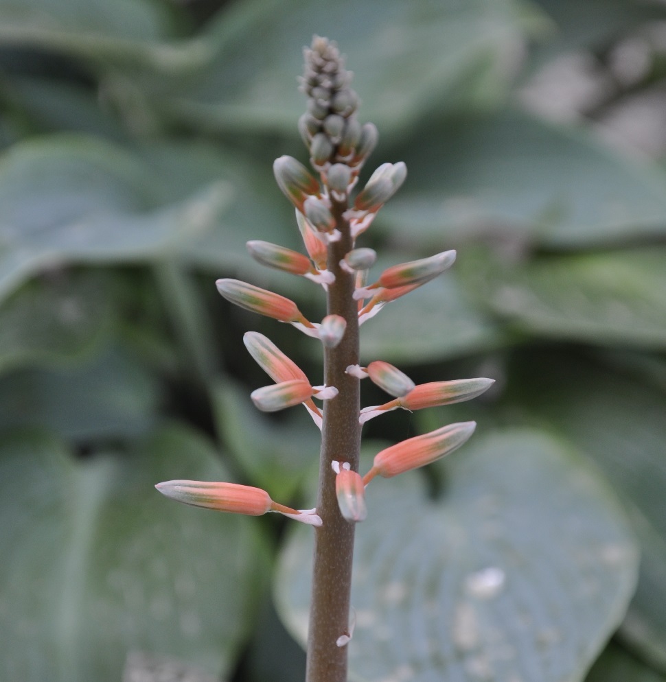 Image of Aloe variegata specimen.