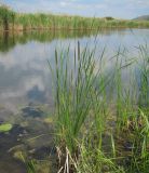 род Typha