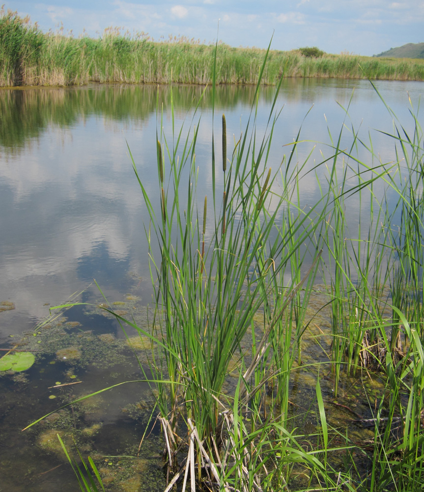 Изображение особи род Typha.