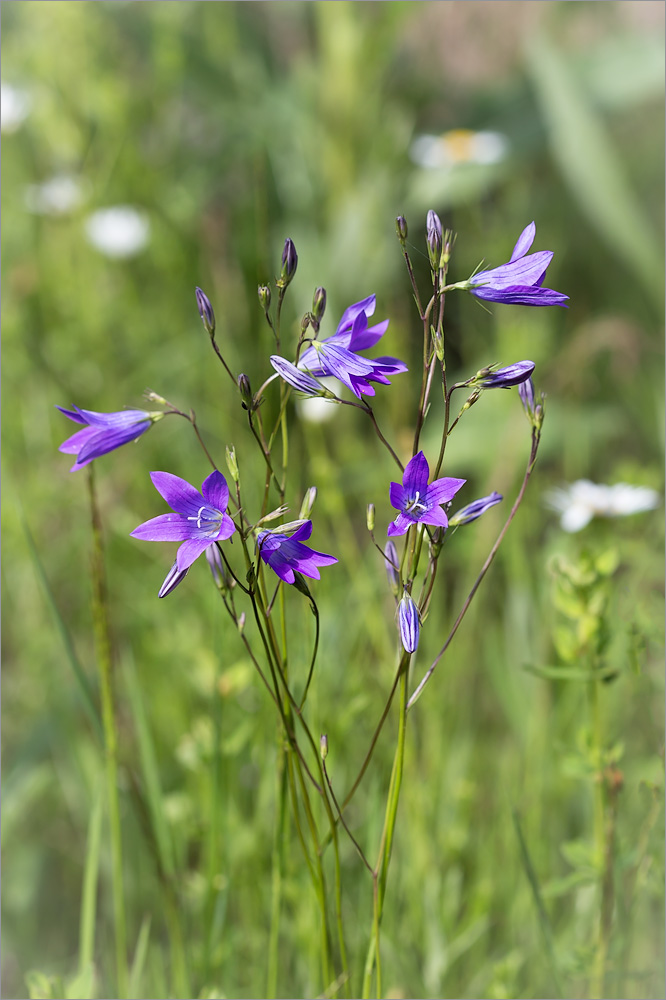 Image of Campanula patula specimen.