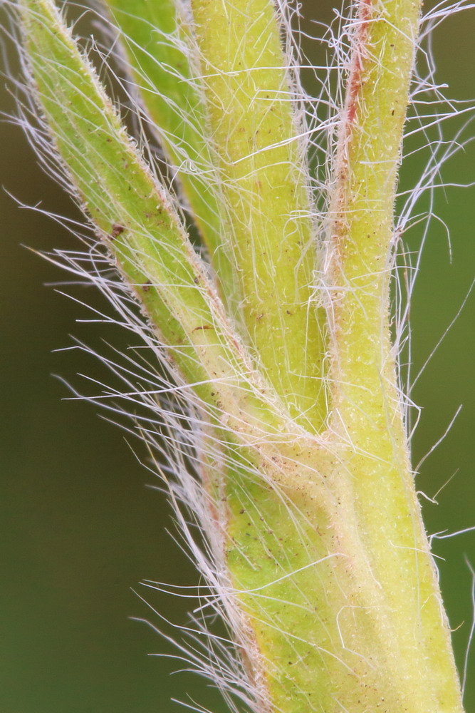 Image of Potentilla obscura specimen.