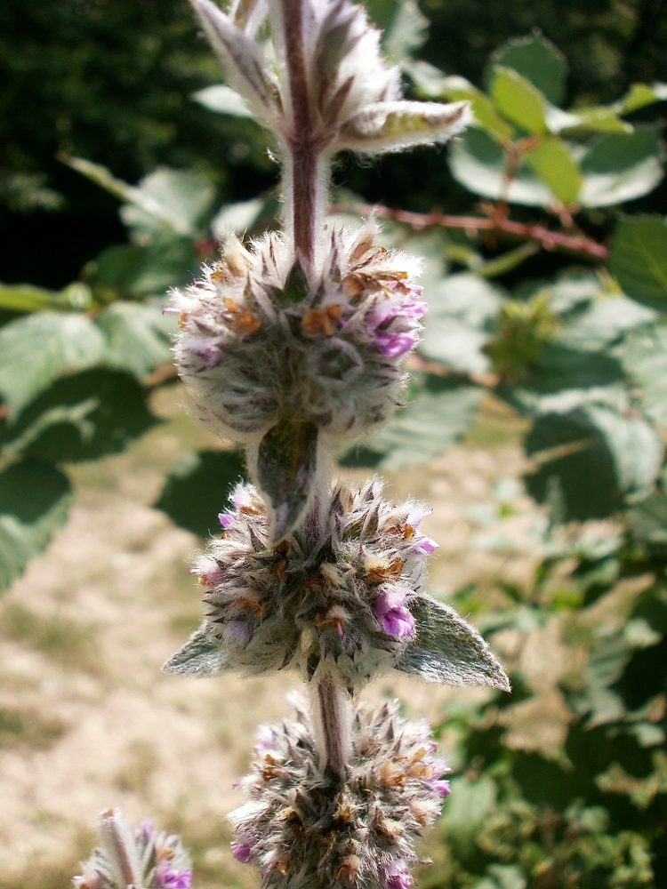 Image of Stachys cretica specimen.