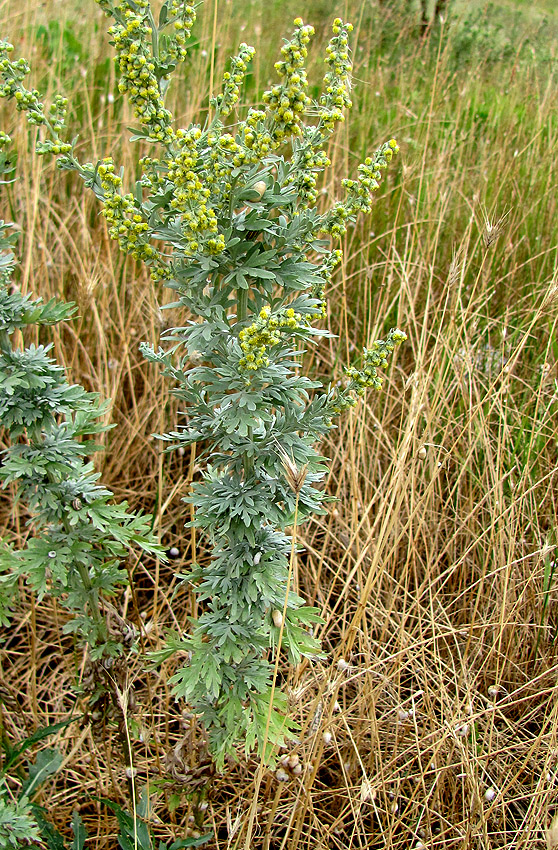 Image of Artemisia absinthium specimen.