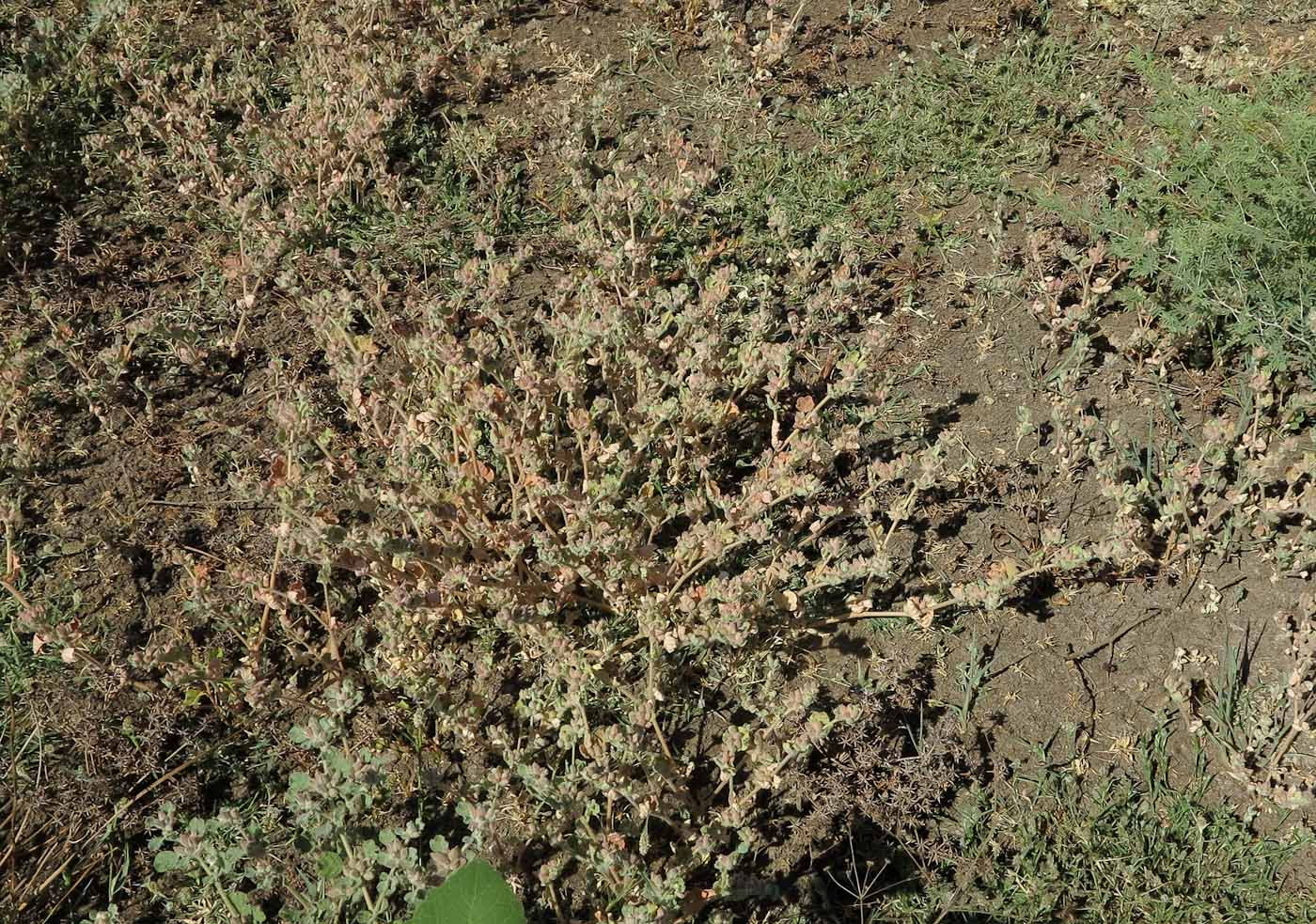 Image of Glinus lotoides specimen.