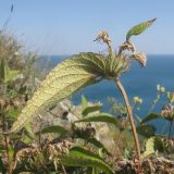 Phlomis taurica