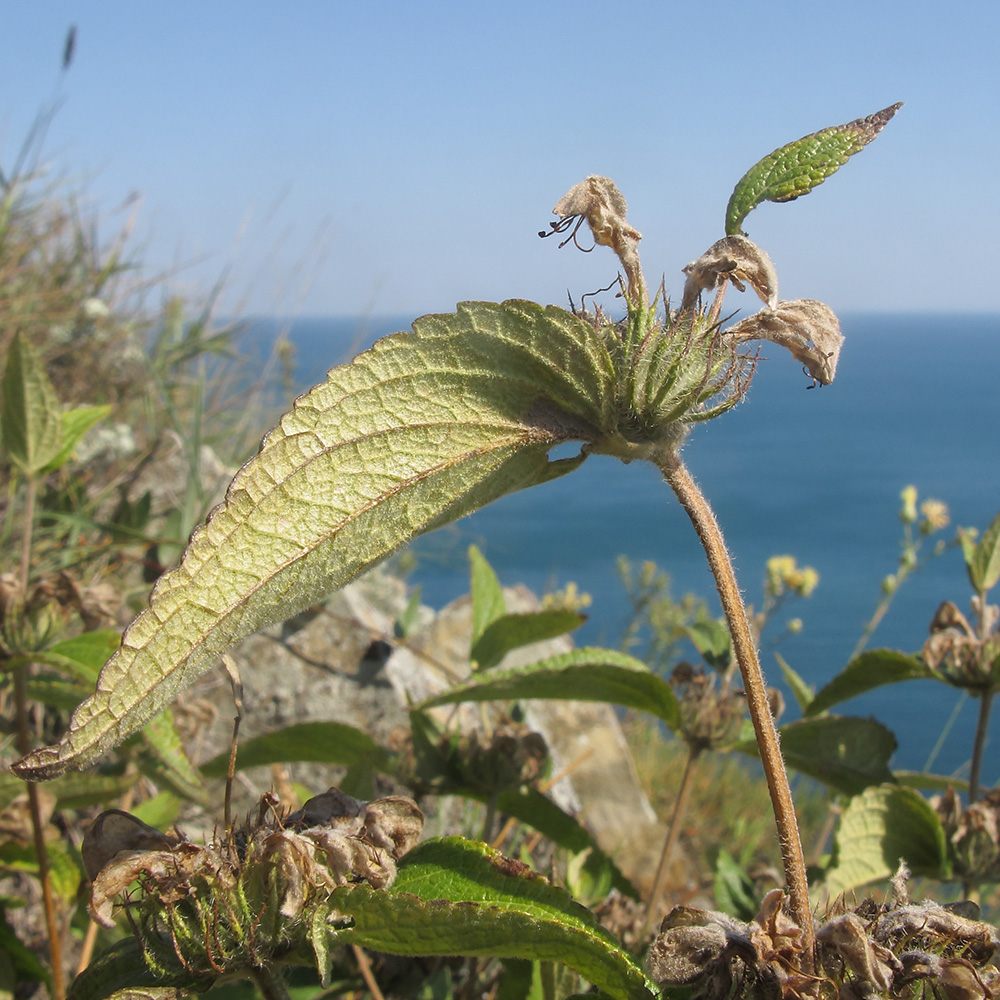 Изображение особи Phlomis taurica.