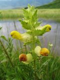 Rhinanthus songaricus. Верхушка цветущего растения. Восточный Казахстан, Южный Алтай, сев. подножья хр. Сарымсакты, Бухтарминская впадина, лугово-степное разнотравье на берегу термального ручья. 3 июля 2012 г.