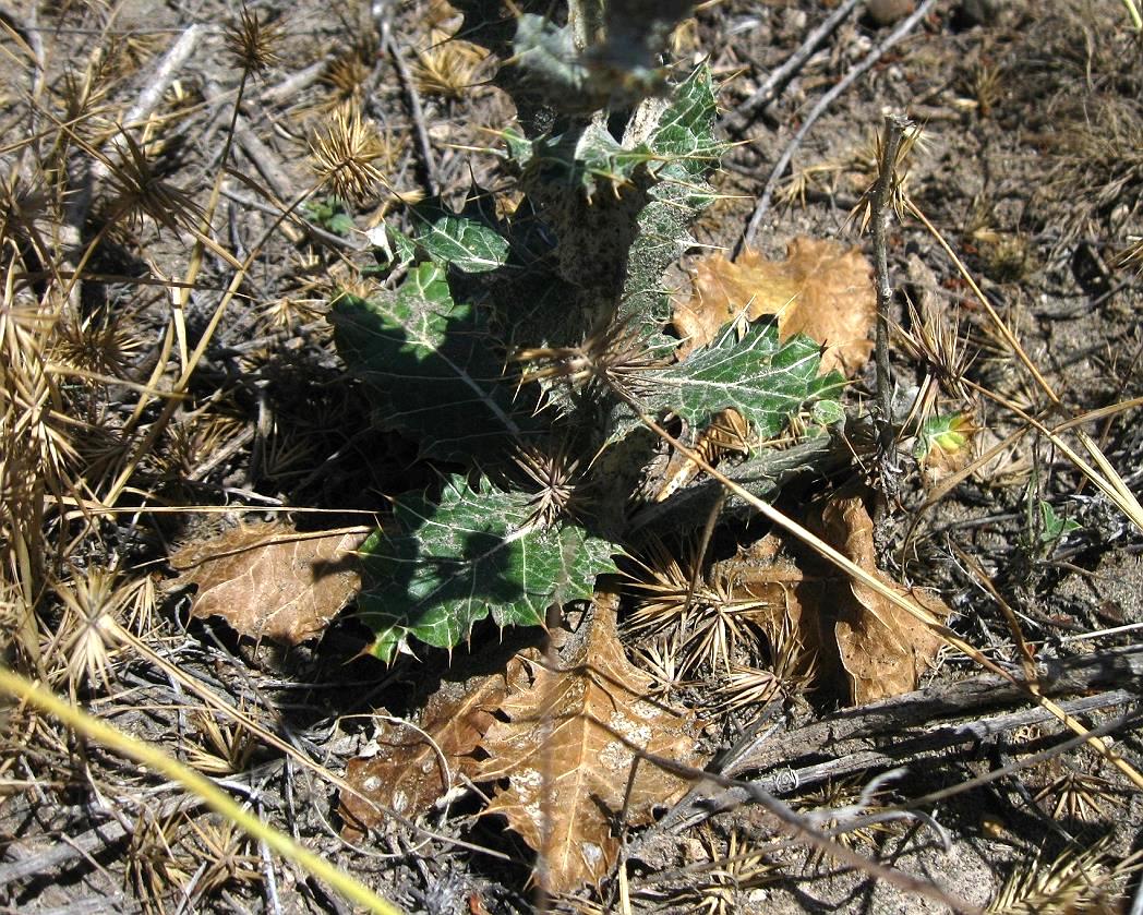 Изображение особи Cousinia macroptera.