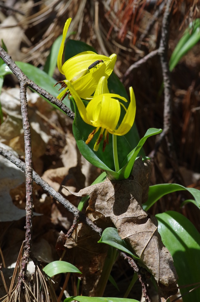 Изображение особи Erythronium americanum.