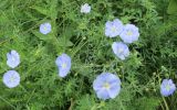 Linum usitatissimum