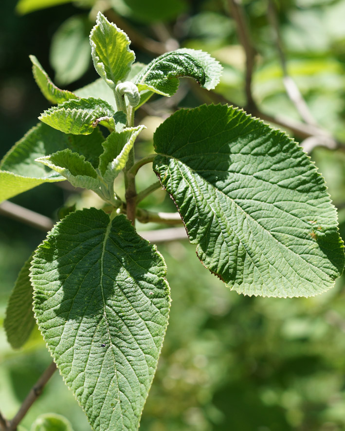 Изображение особи Viburnum lantana.