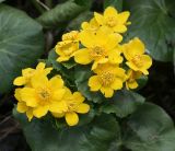 Caltha palustris