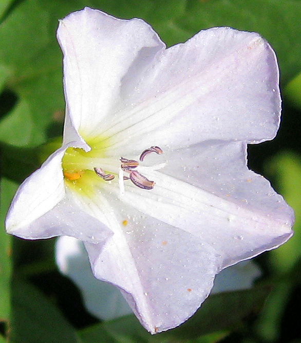 Image of Convolvulus arvensis specimen.