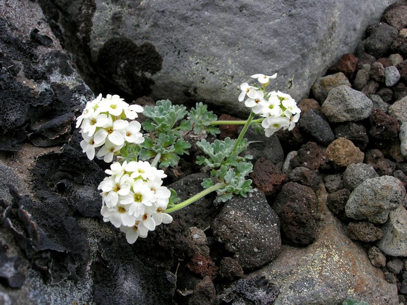 Image of Ermania parryoides specimen.