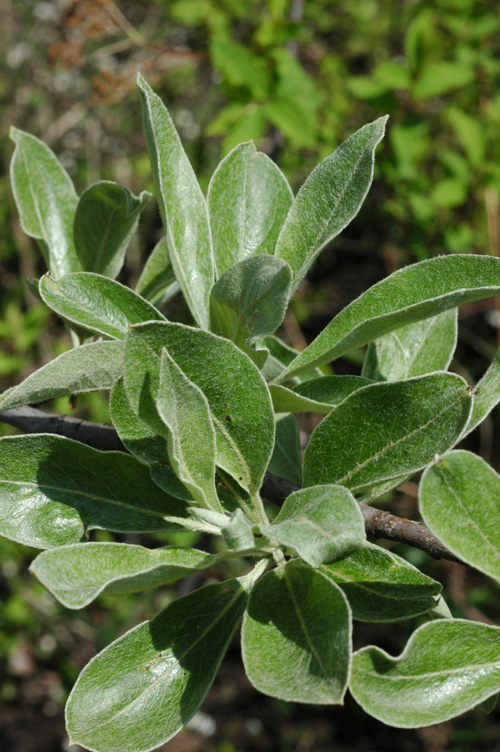 Image of Pyrus elaeagrifolia specimen.