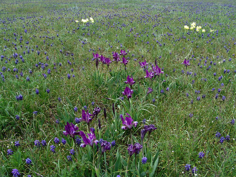 Image of Iris pumila specimen.