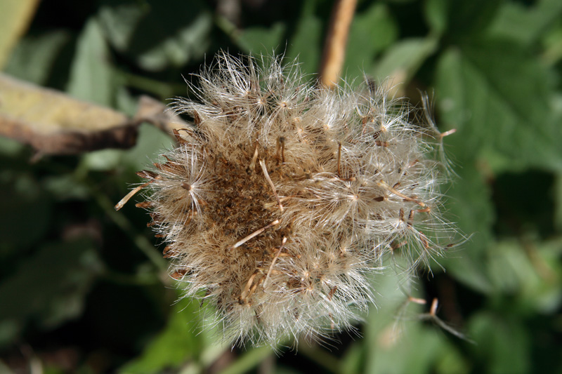 Image of Inula helenium specimen.