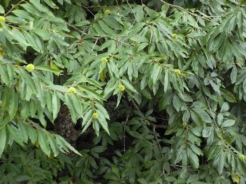 Image of Castanea sativa specimen.