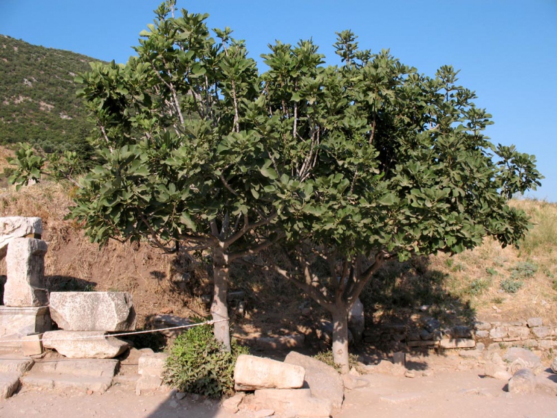 Изображение особи Ficus carica.