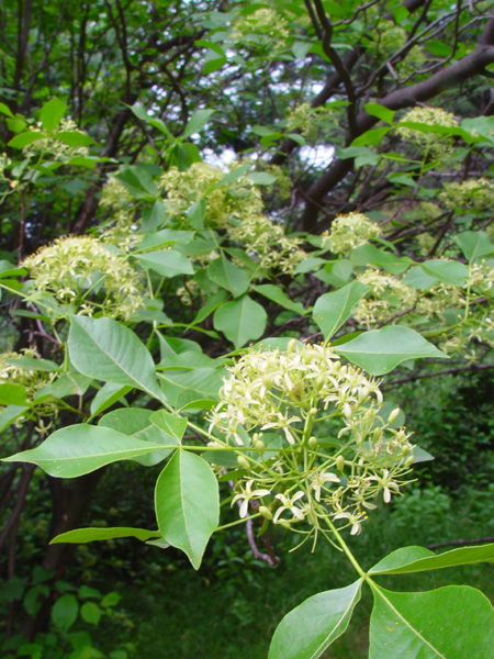 Изображение особи Ptelea trifoliata.